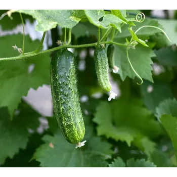 Cucumber  (19)-5011675-39081.webp